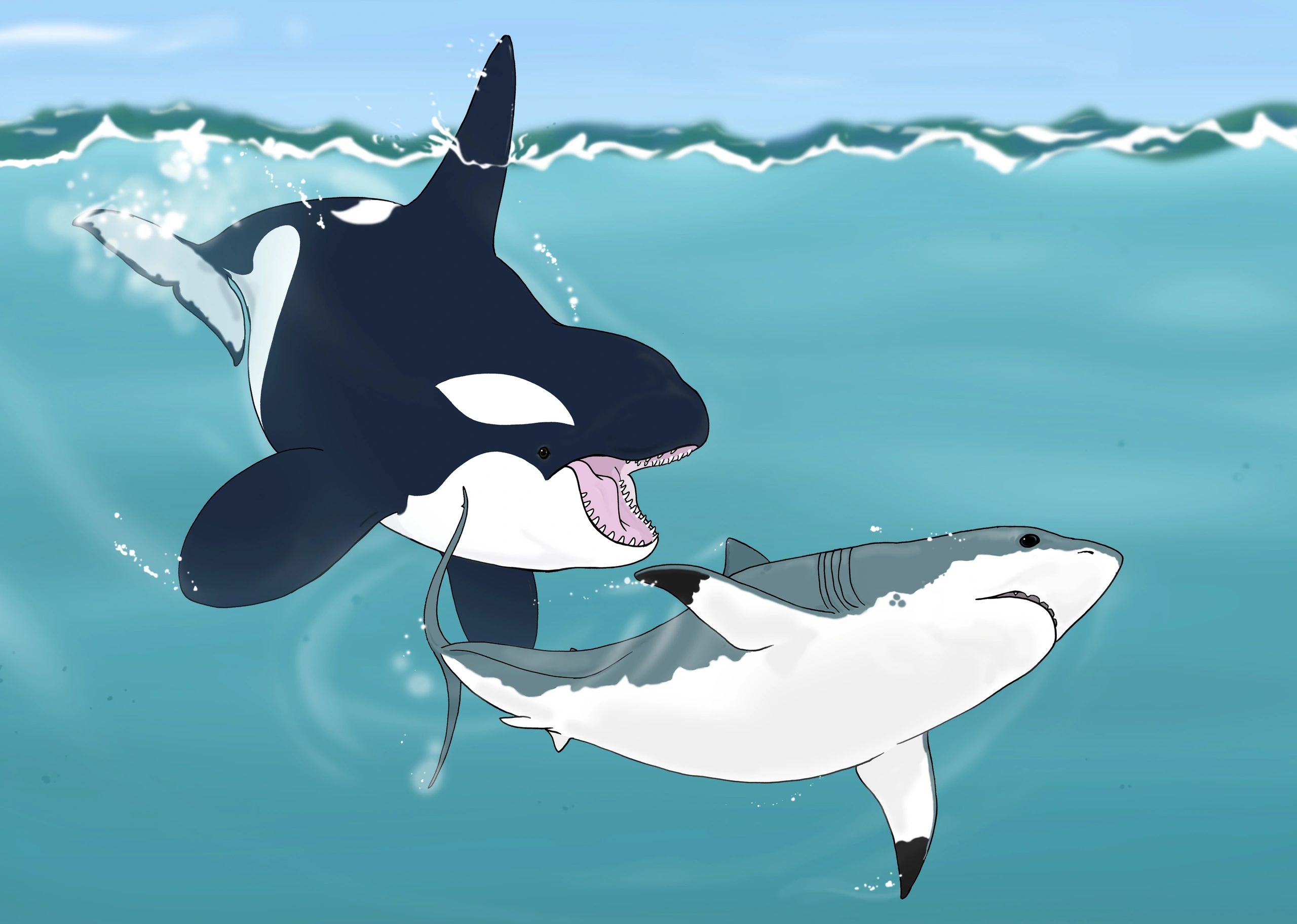 Living World Education - Sharks, Kids, Great White Shark